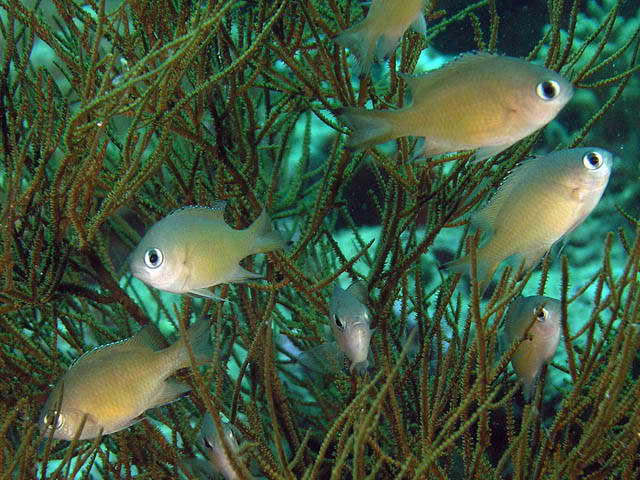 Chromis lepidolepis (Castagnola squamosa)